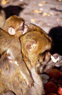 Foto: Robert D. Martin, The Field Museum