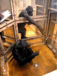 Foto: Yamamoto S, Humle T, Tanaka M (2009) Chimpanzees Help Each Other upon Request. PLoS ONE