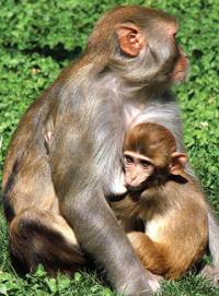 Foto: California National Primate Research Center