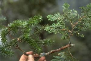 Foto: Daniel Harder, Arboretum en UCSC