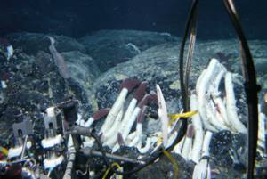 Foto:  Woods Hole Oceanographic Institution