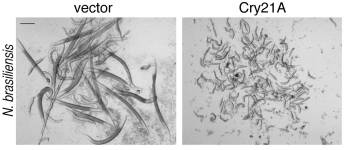 Foto: J. Wei y K. Hale, UCSD