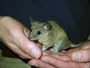 Foto:  Paul Samollow, Southwest Foundation for Biomedical Research