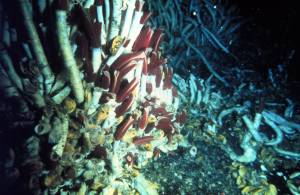 Foto: J. Frederick Grassle, Institute of Marine and Coastal Sciences, Rutgers University